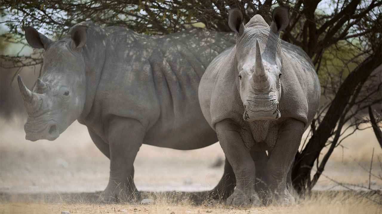 Two Rhinos in the shade