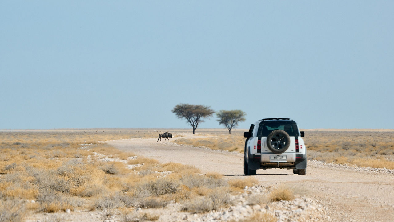 Wilderbeast Crossing and Defender stand still faraway