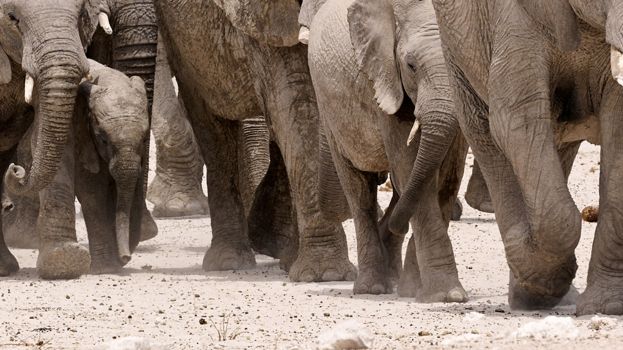 Parade of African Elephants