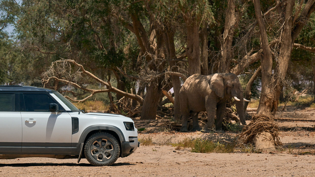 Elephant resting under Tree Shade and side view of parked Defender