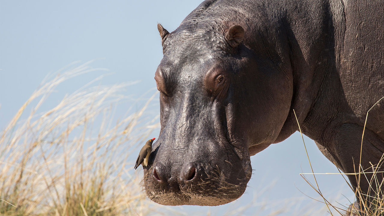 Hippo and Bird