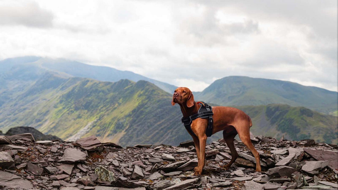 Land Rover dog jacket