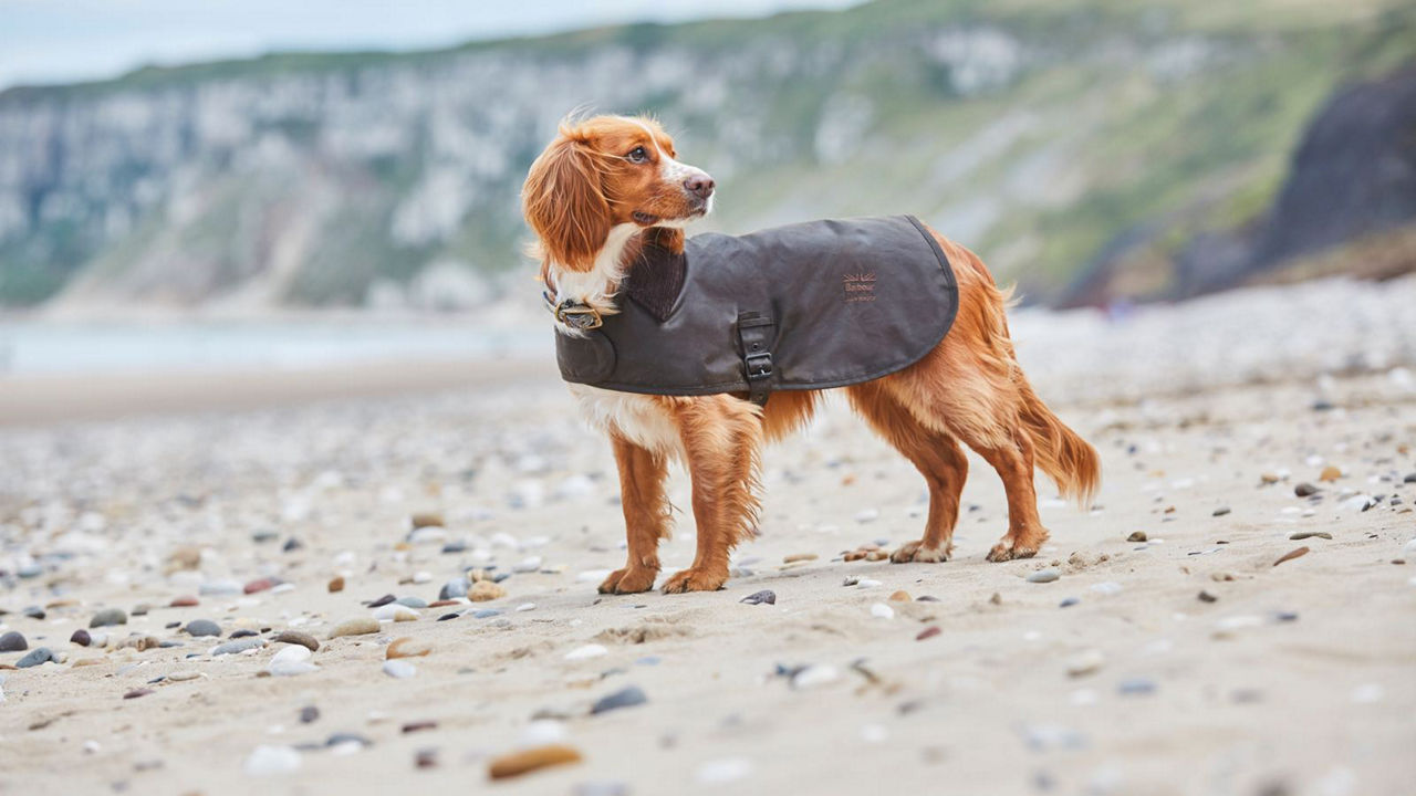 Land Rover dog jacket