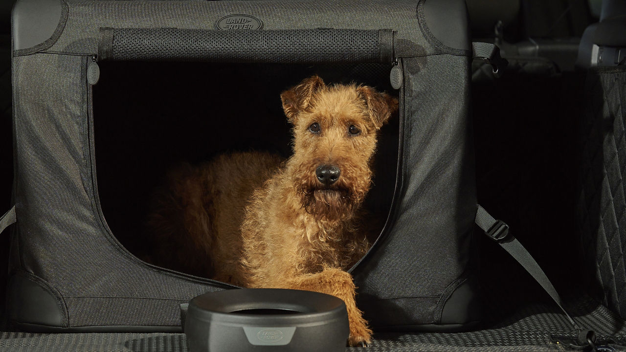 Accessories Pack for Dog