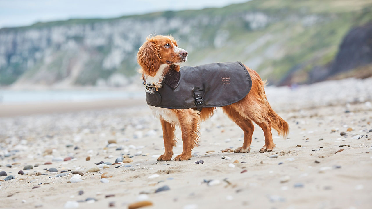 Barbour Dog on beach side wearing jacket