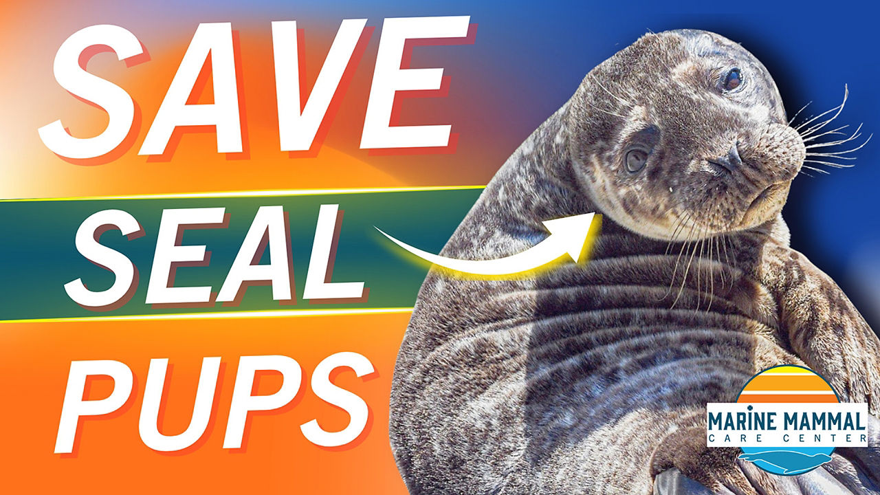 Seal
