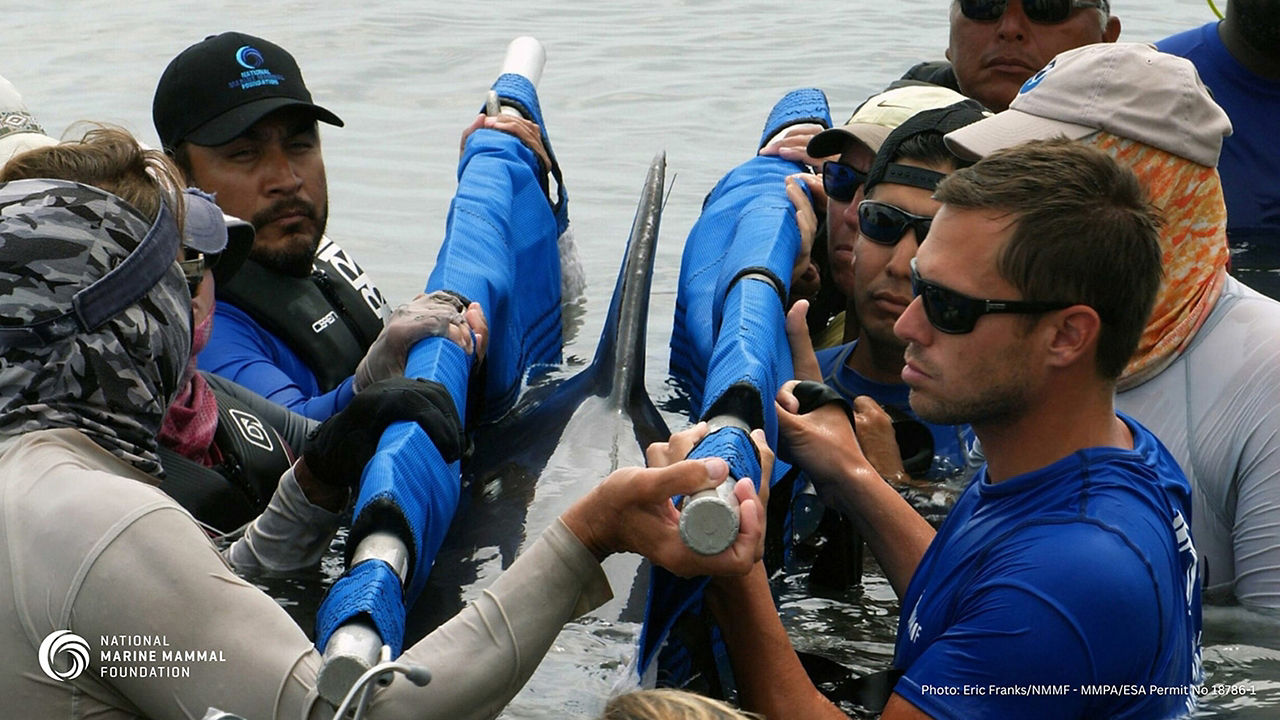 rescue fish from sea