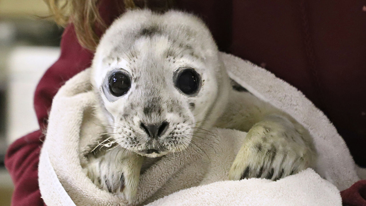 Marine Mammals of Maine