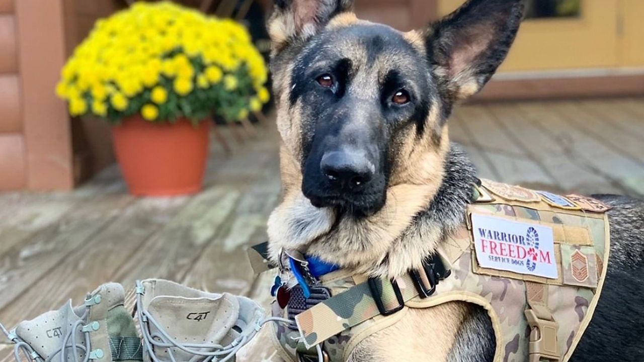 Dog wearing jacket