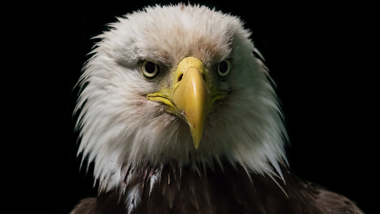 Wild Care Oklahoma