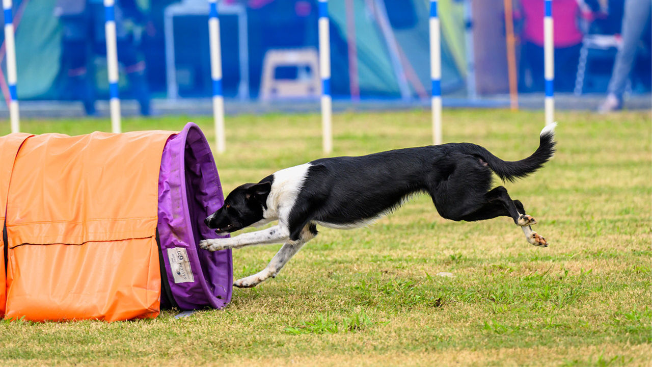Dog Agility