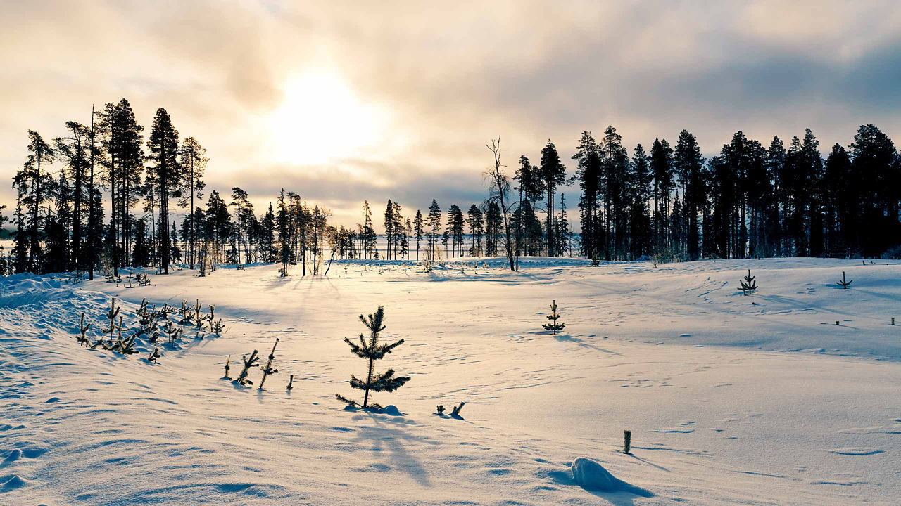 snow landscape with big snowy trees with sunlight