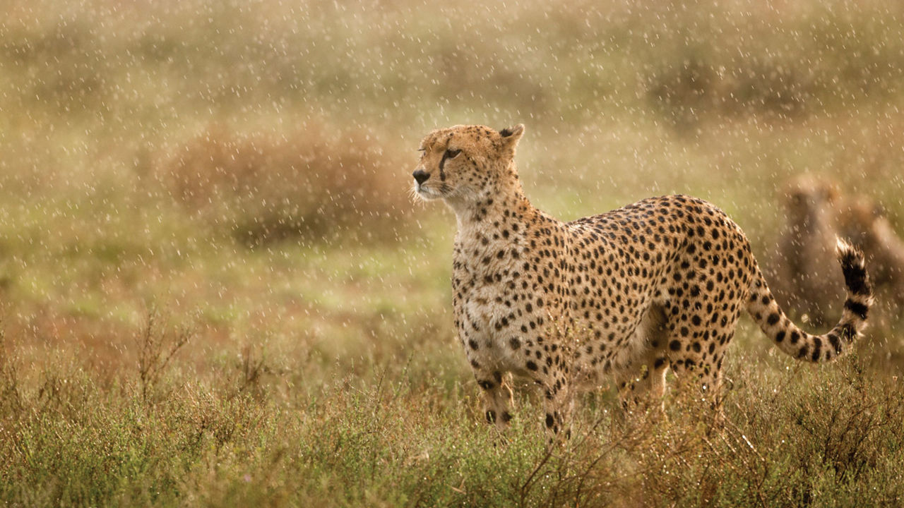 A Cheetah in a field