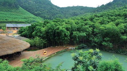 a forest with a hut next to it