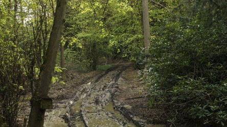 Tyre tracks in the woods