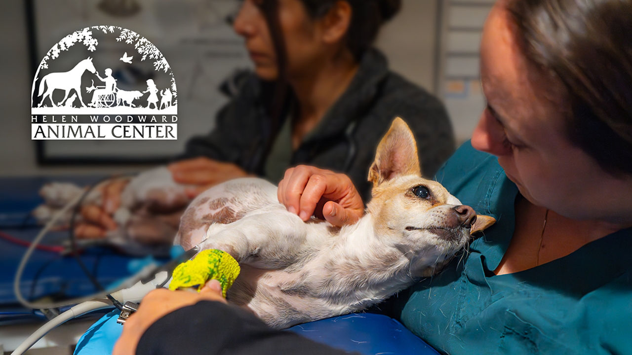 Helenwood Animal Center