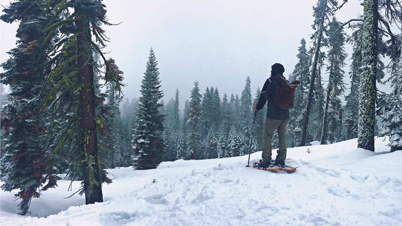 Man on ski's in snowy forest