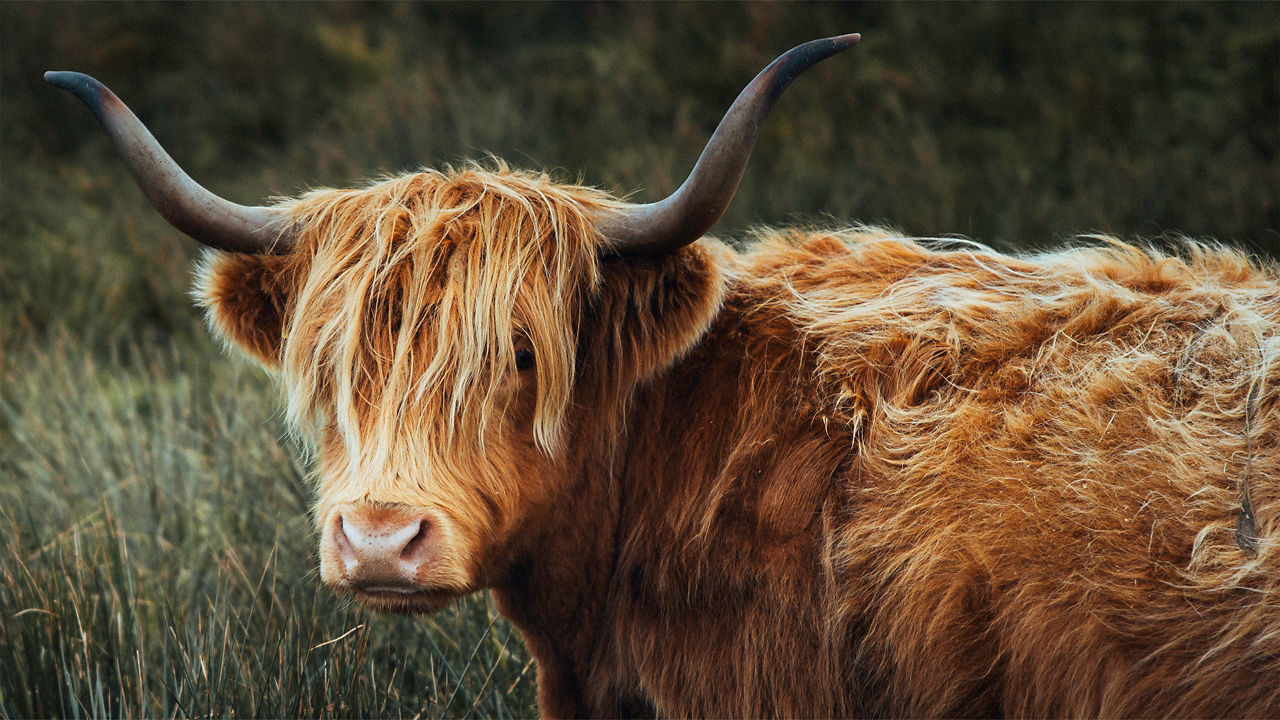 Highland cattle