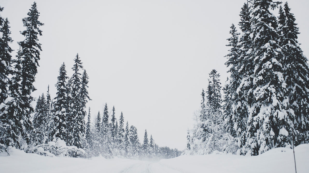 Snow on the trees