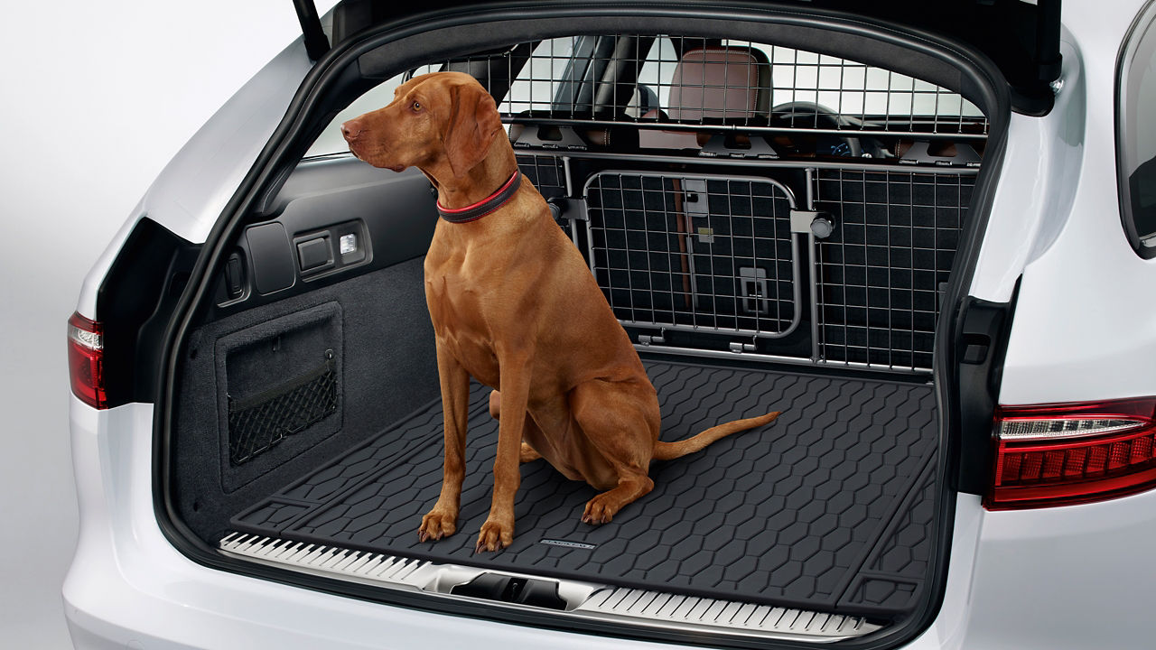 Jaguar XF Car Back Side open and Dog in standing pose