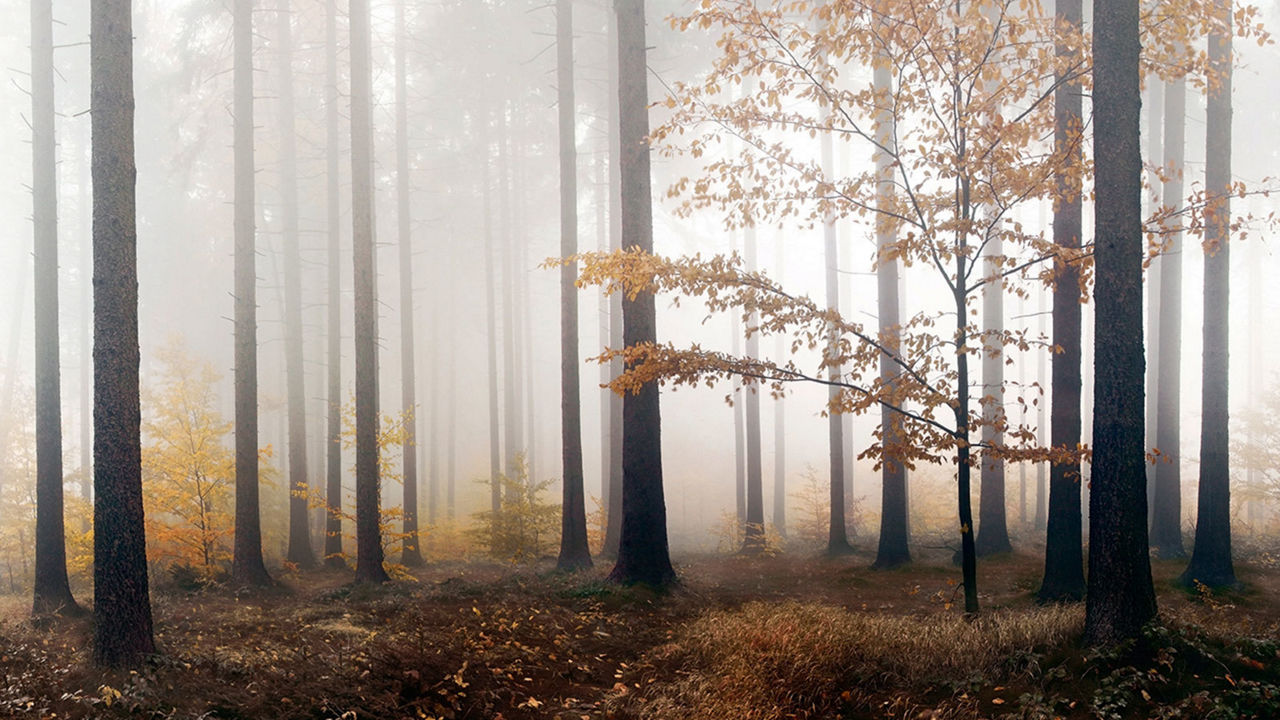 Autumn forest