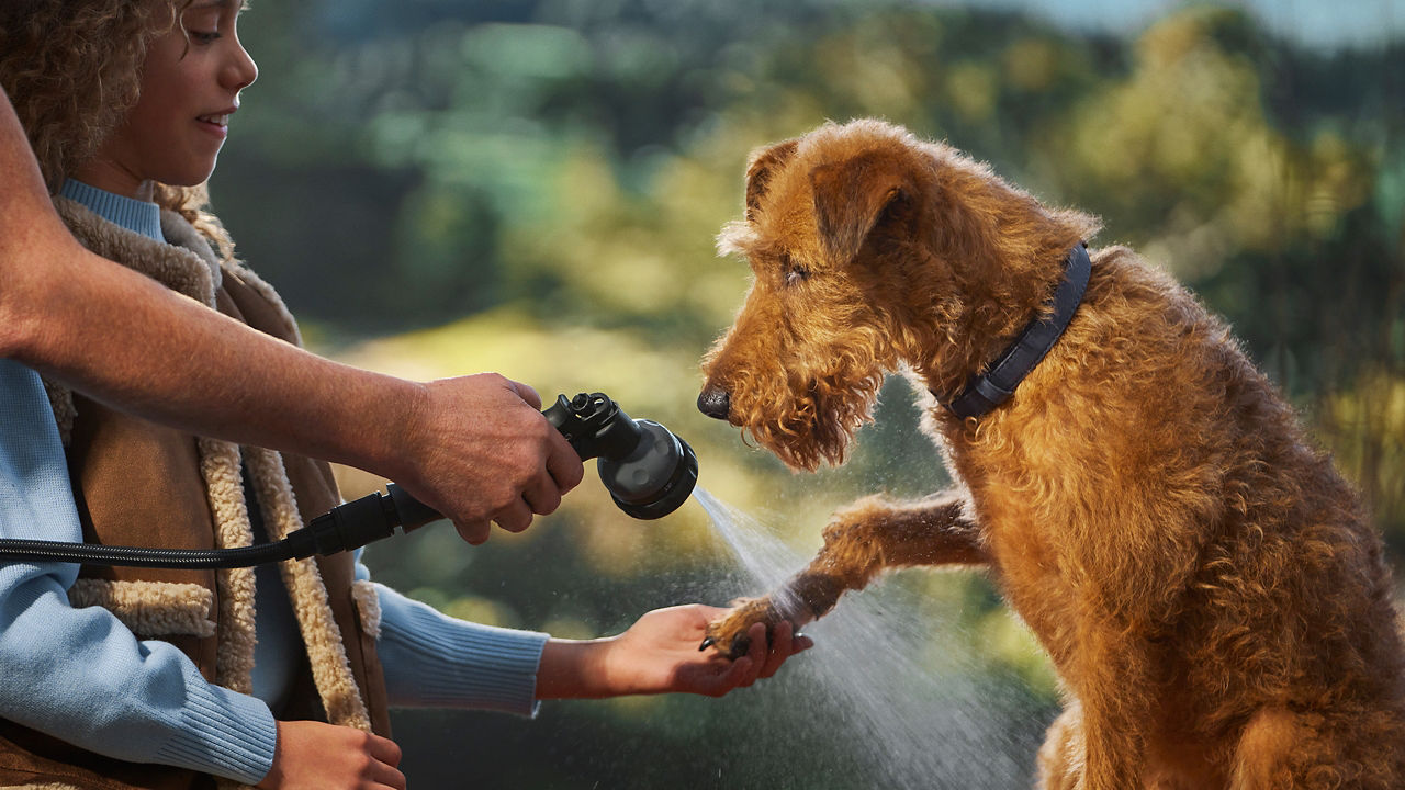 Dog with boy