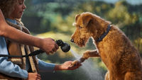 Dog with boy