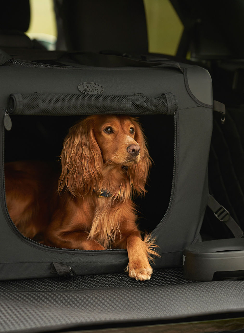 Pet Storage space in car 