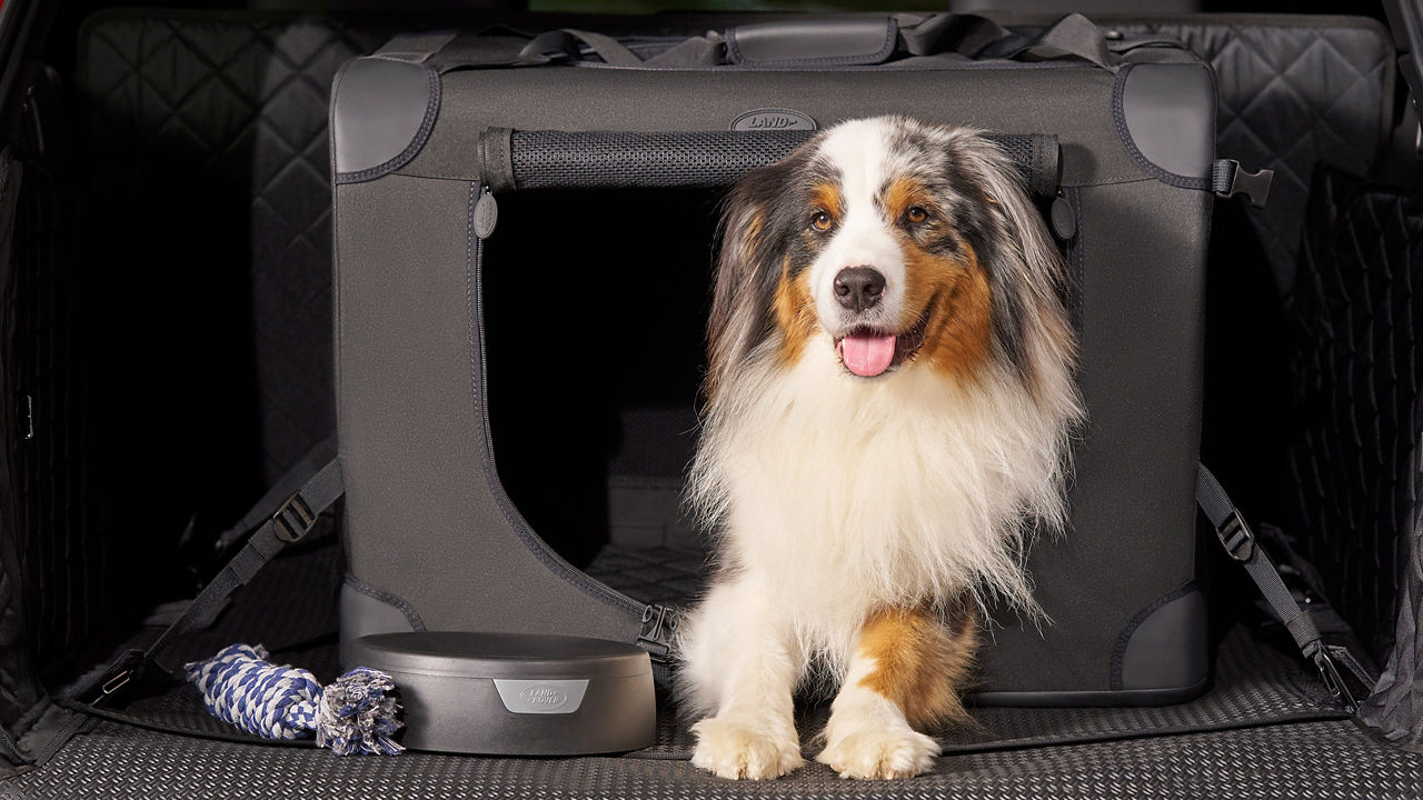 Accessories pet pack