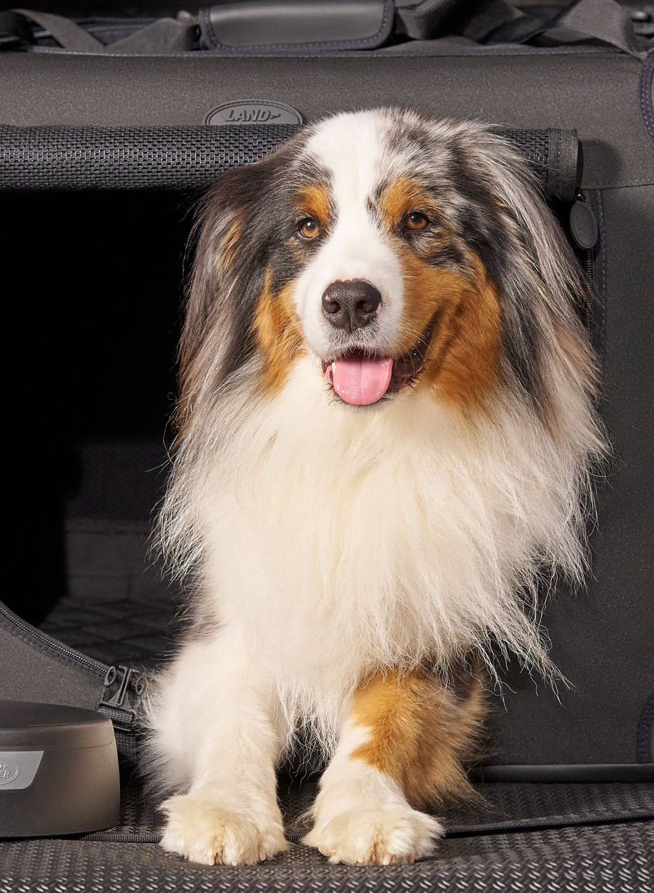 Accessories pet pack