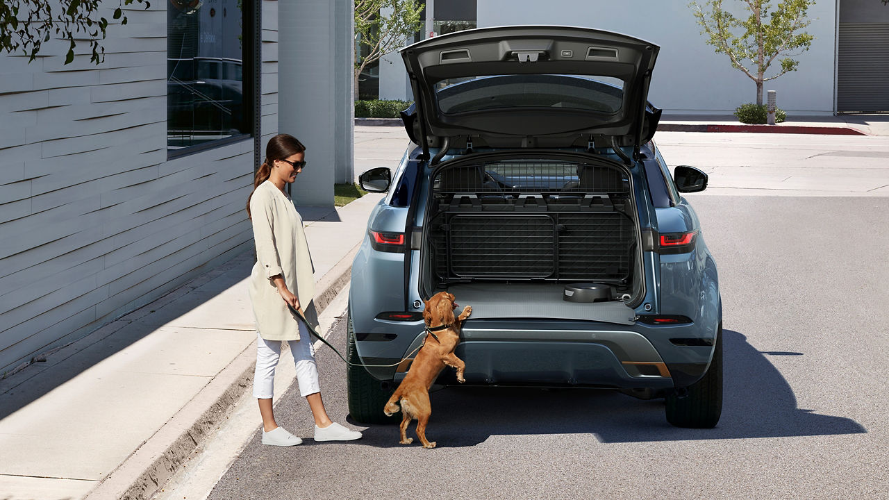 Dog is getting inside the car