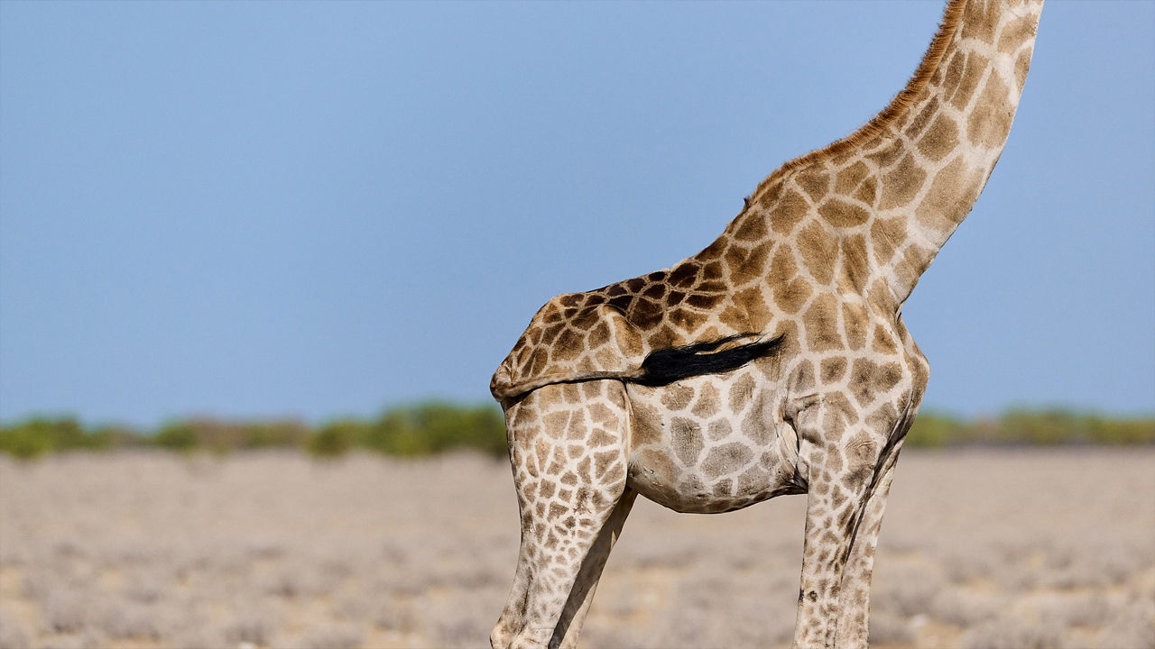 giraffe in safari park