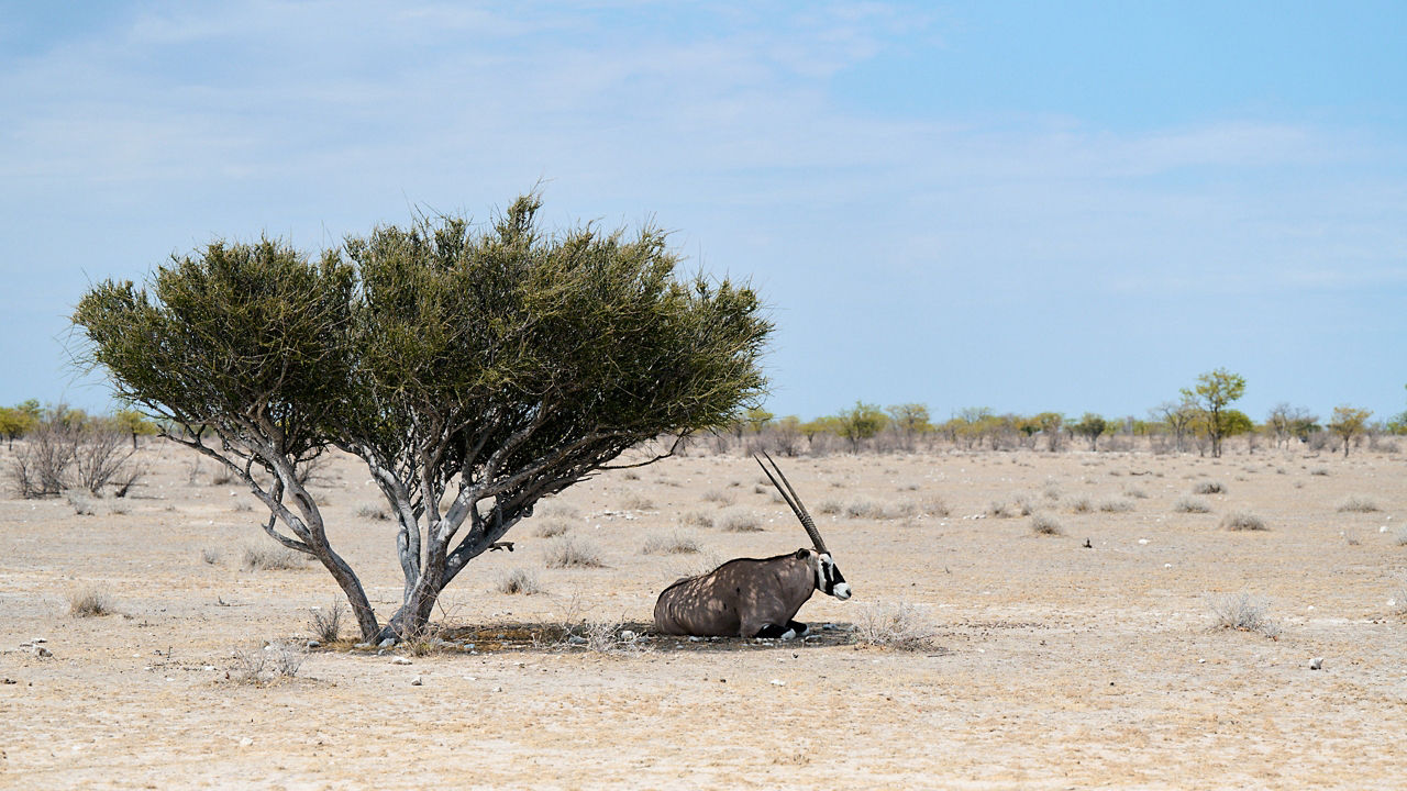 Antelope sitting under tree shade