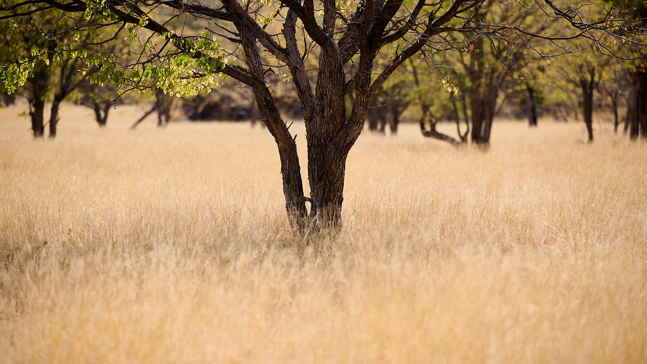 Trees and Yellow Grassland