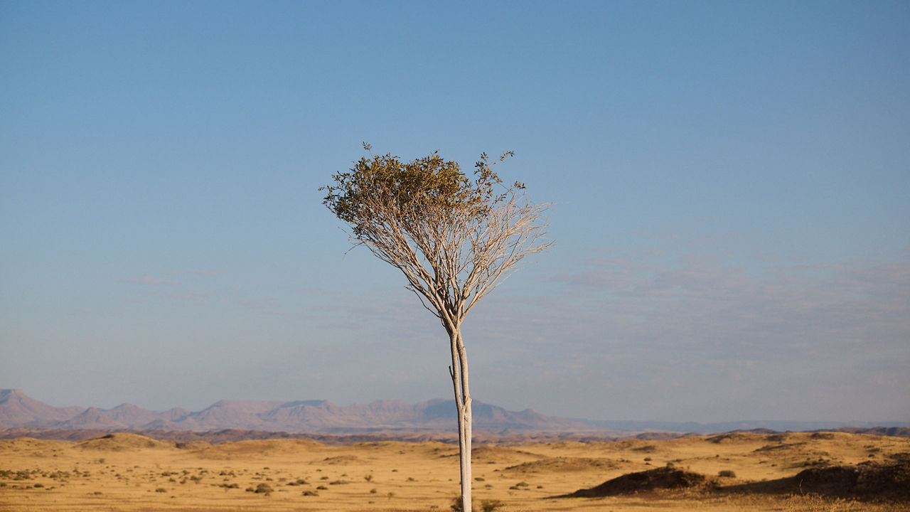 Lone Tree in the middle of the desert