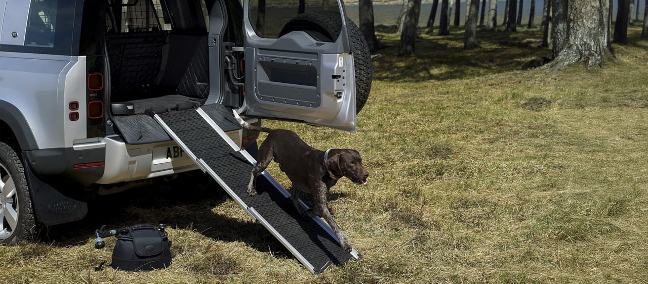 View of a dog accessing the pet access ramp from the back of the vehicle, in a wood or forest
