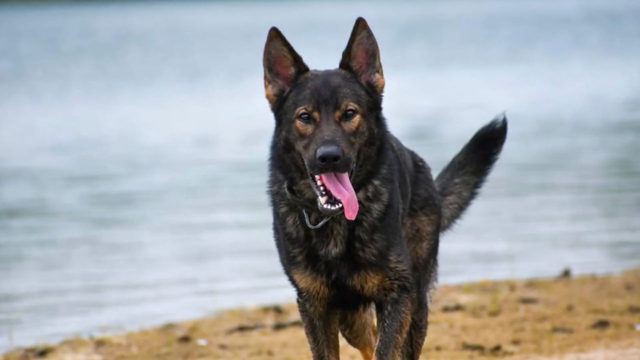 Missouri Search_Rescue K9