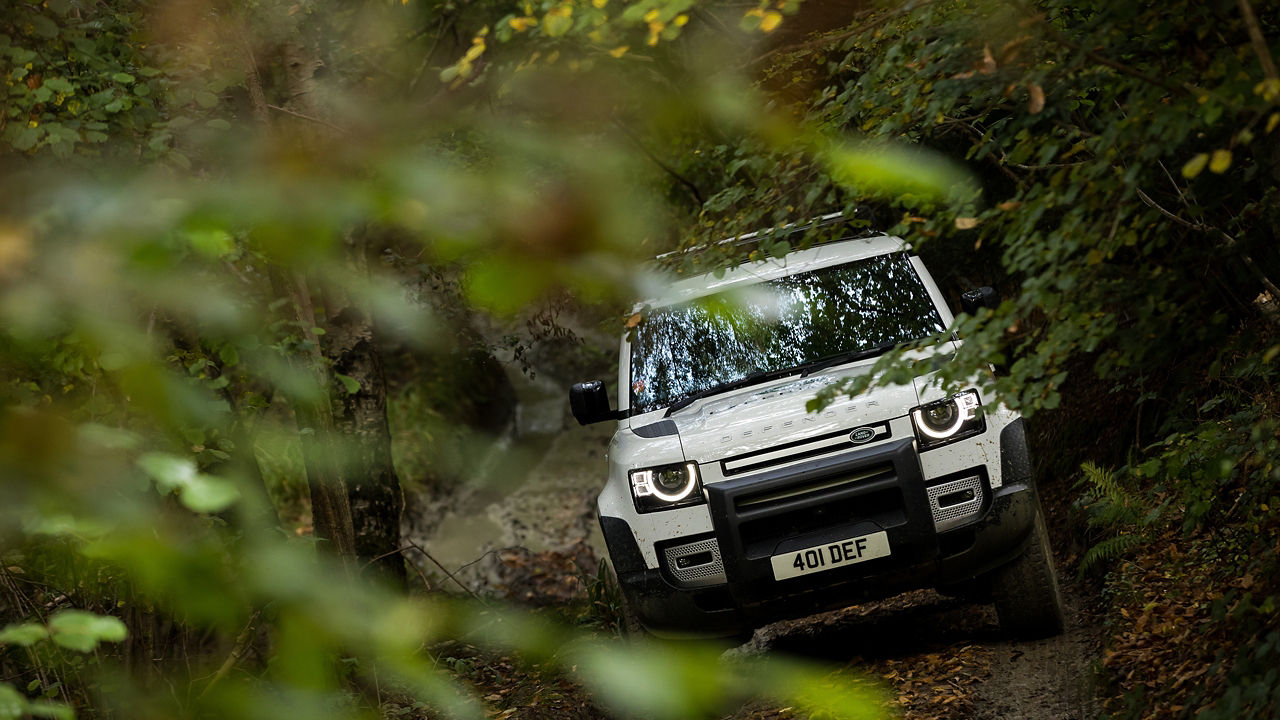 Defender in the forest