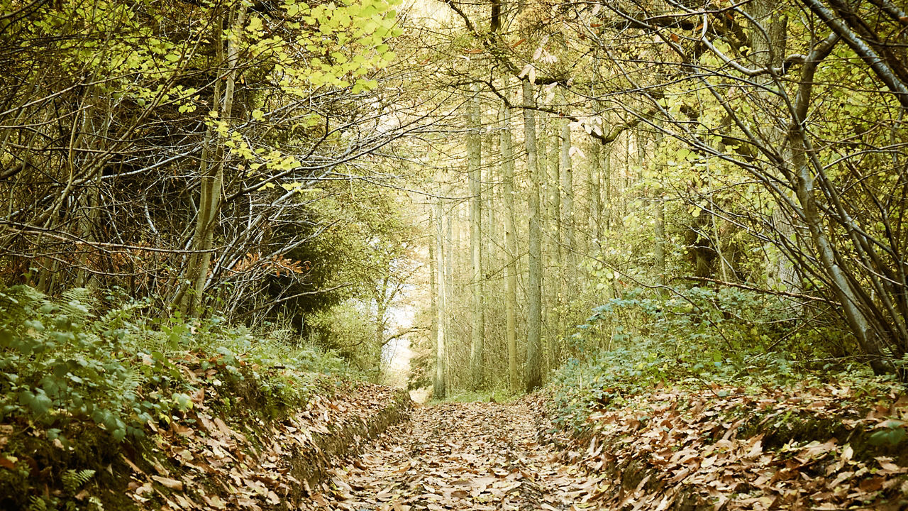 Eastnor Forest scenery 