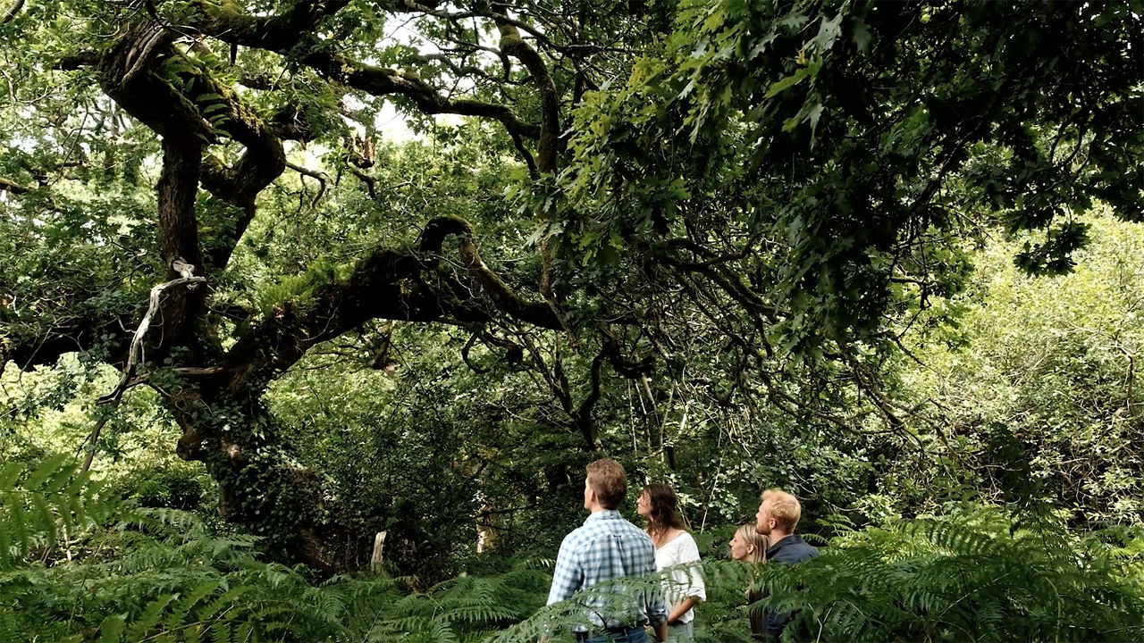 Group of people standing in a lush forest, looking at trees.