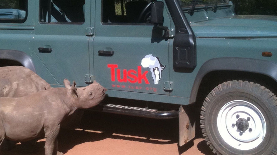 Baby rhinoceros next to Land Rover Defender