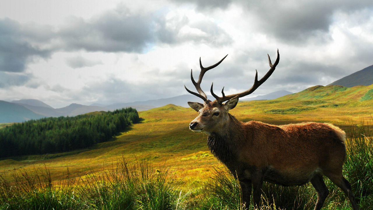 Landscape and red deer stag looking strong and proud