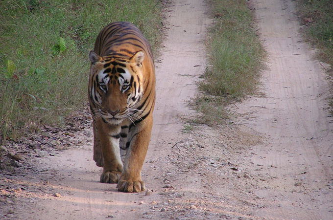 Land rover India Defence of the Tiger 