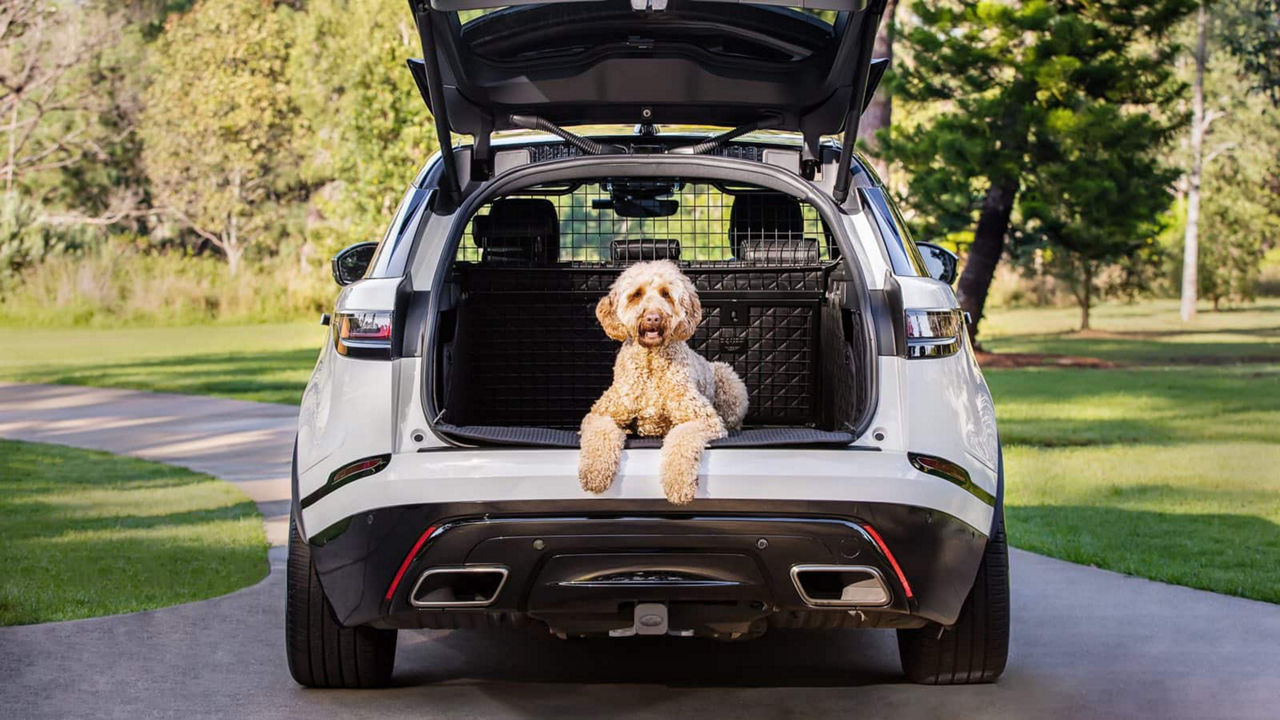 Dog sitting in car boot