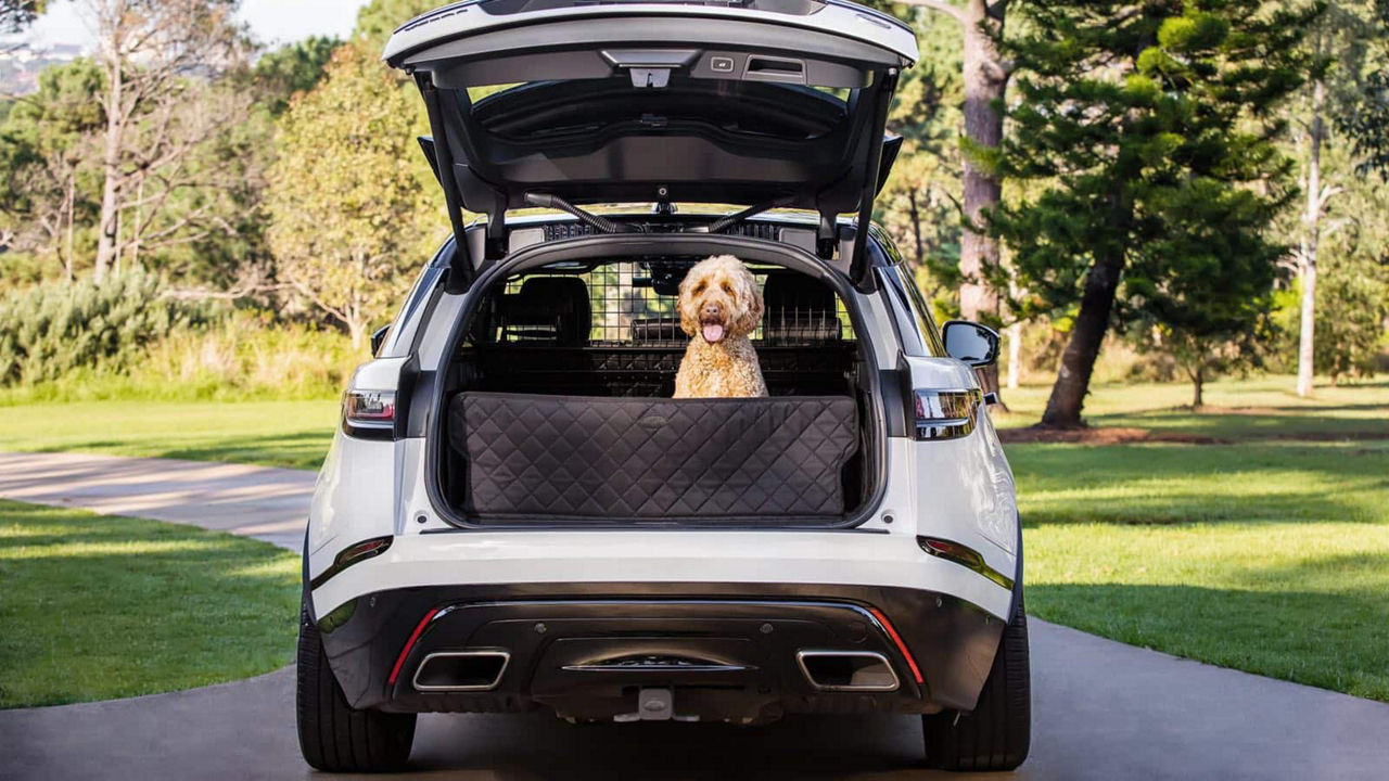 Dog sitting in car boot