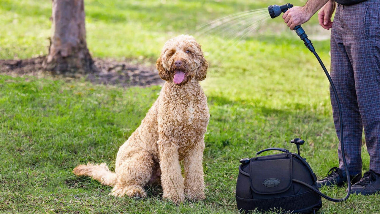 Man watering dog