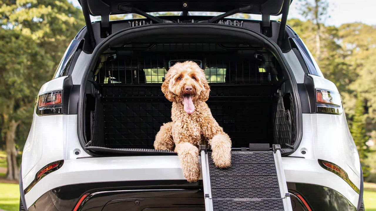 Dog sitting in car boot