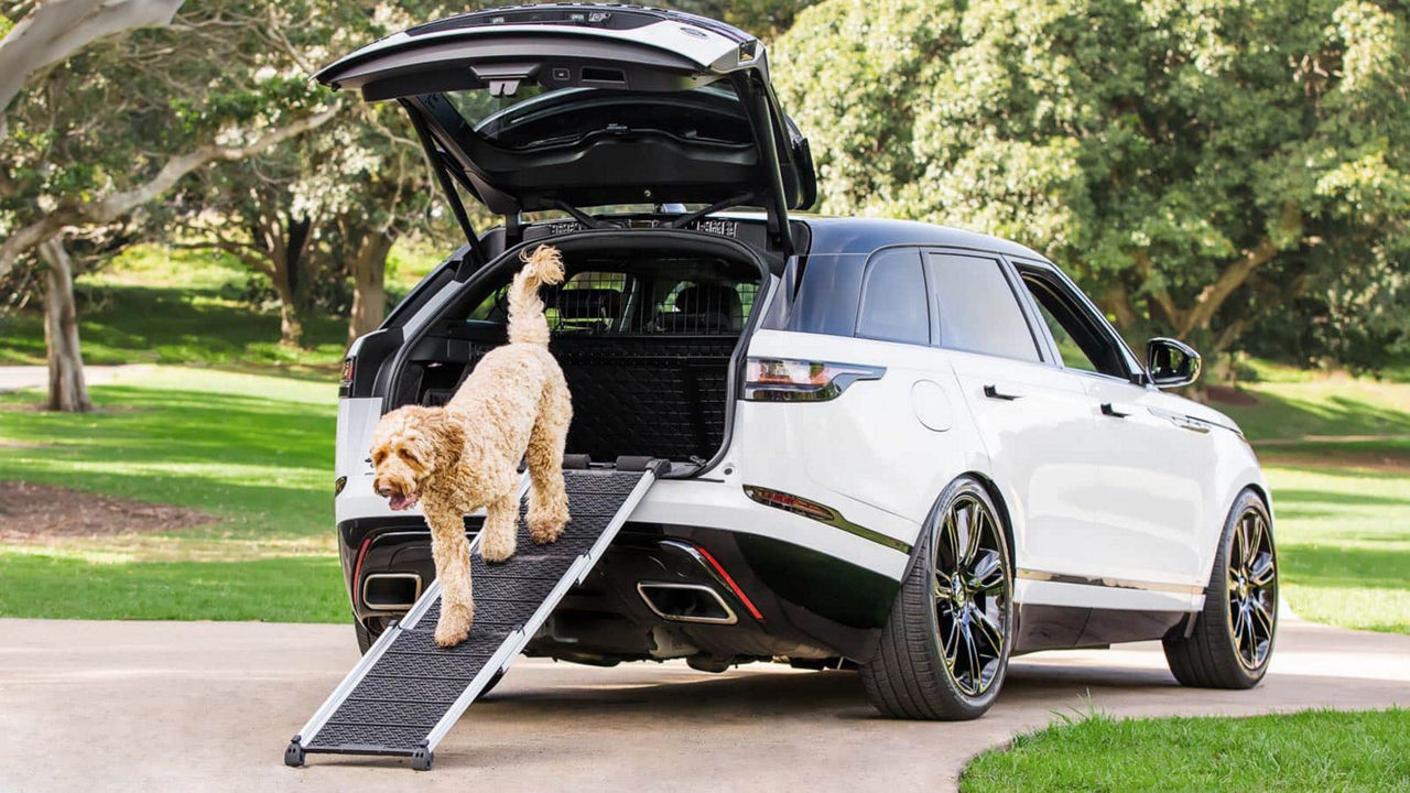 Dog walking out of a car
