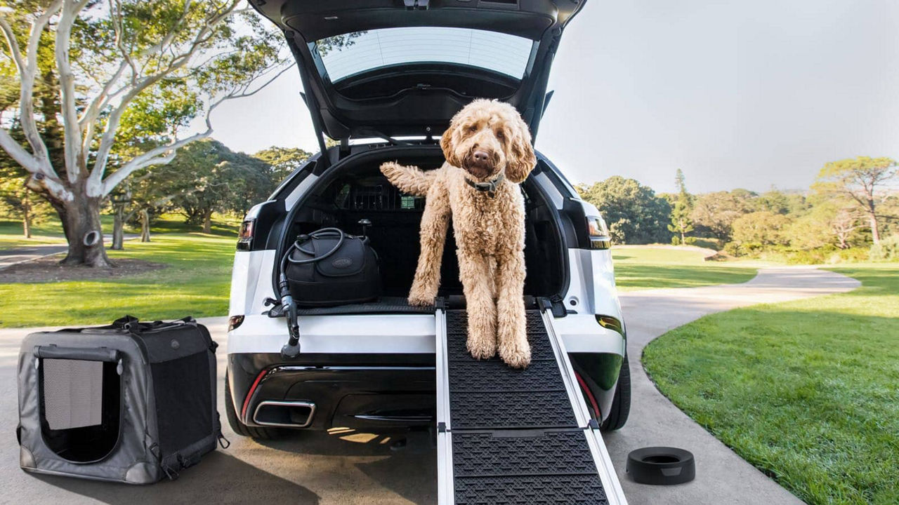 Dog walking out of a car