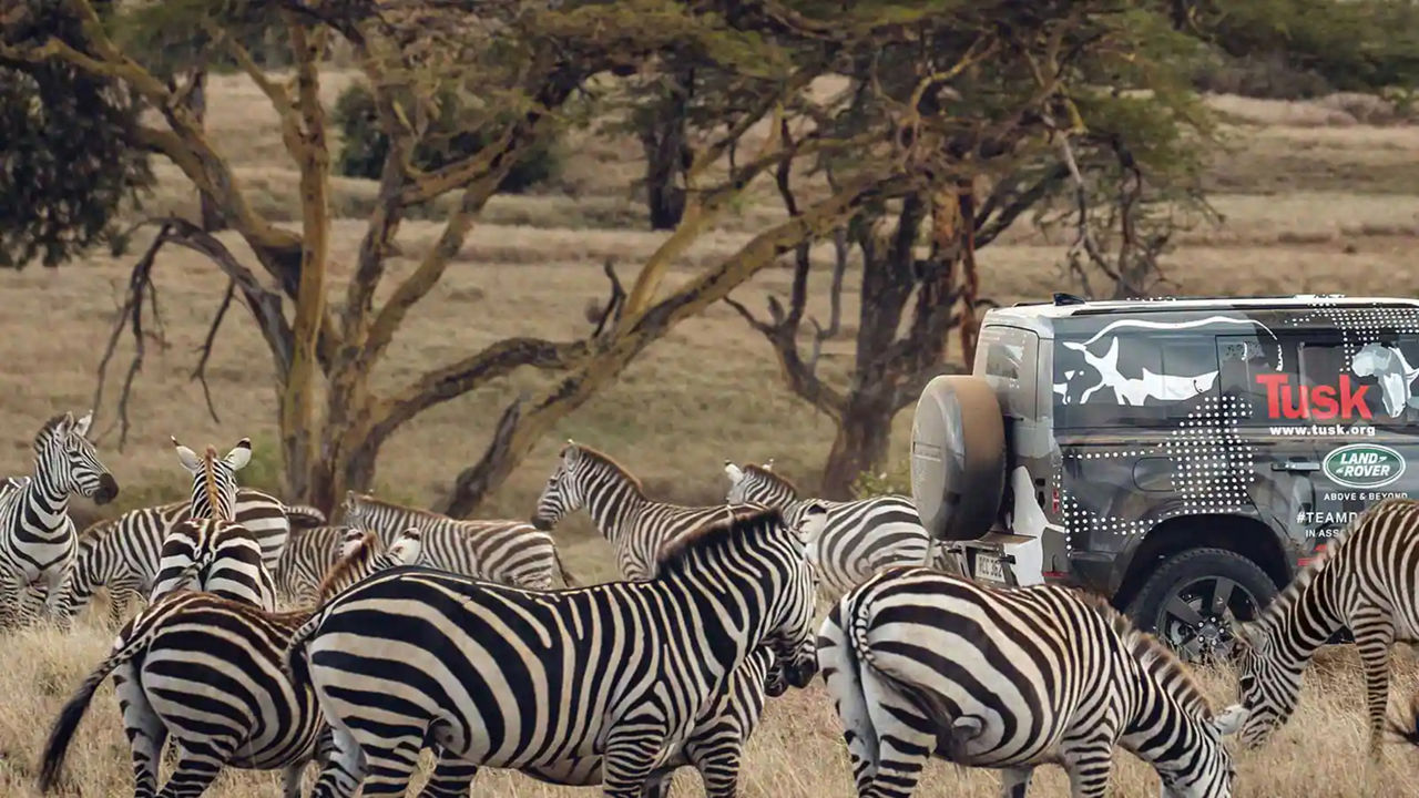 Zebras